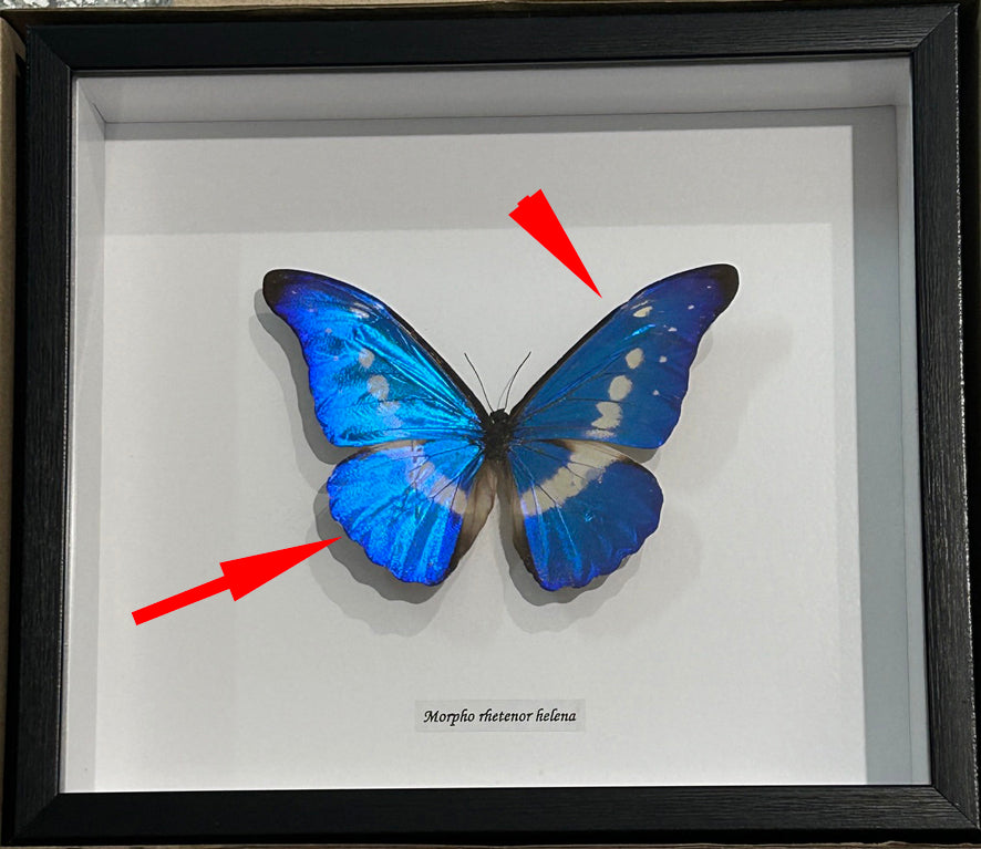 Morpho rhetenor helena matt # 23 ( special )