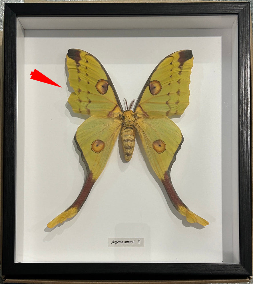Argema mittrei Female # 2 ( special )