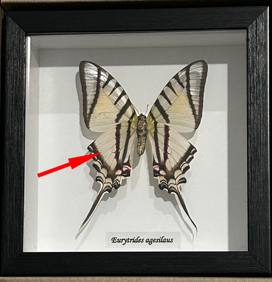 Eurytides agesilaus ventral # 5 ( special )