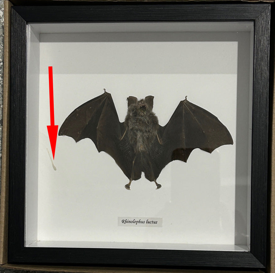 Rhinolophus luctus bat # 3 ( special )