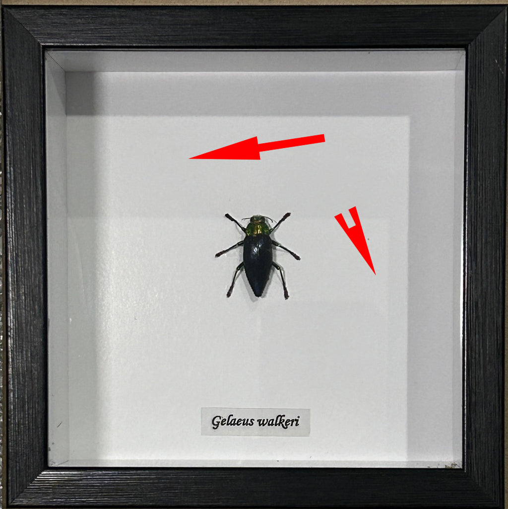 Galaeus walkeri ( special )