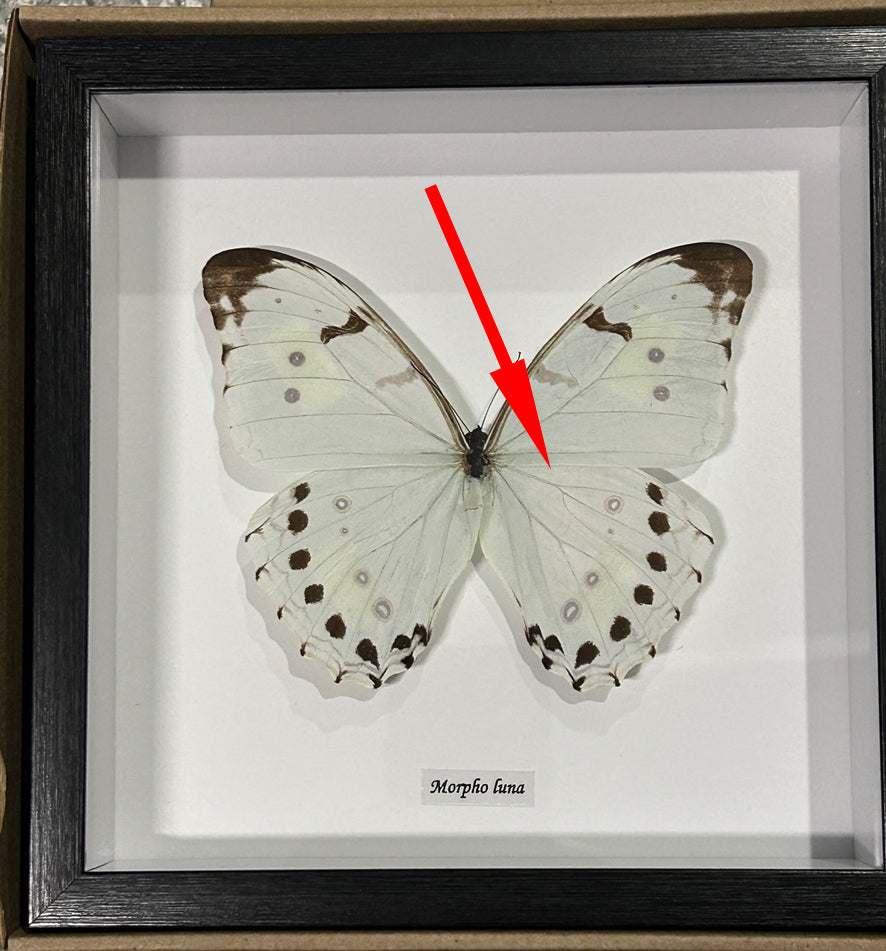 Morpho luna label # 20 ( special )