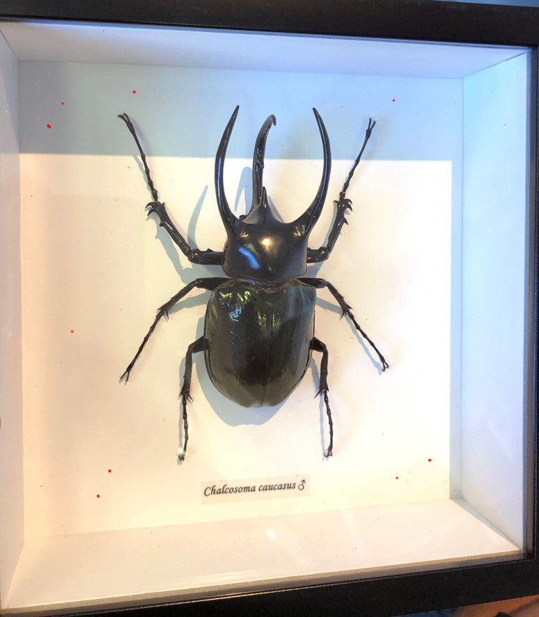 Chalcosoma caucasus male ( special )