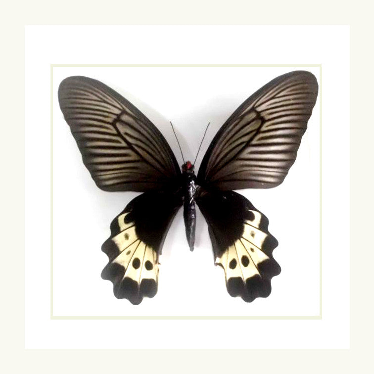 Butterfly framed in shadowbox  Bits & Bugs 