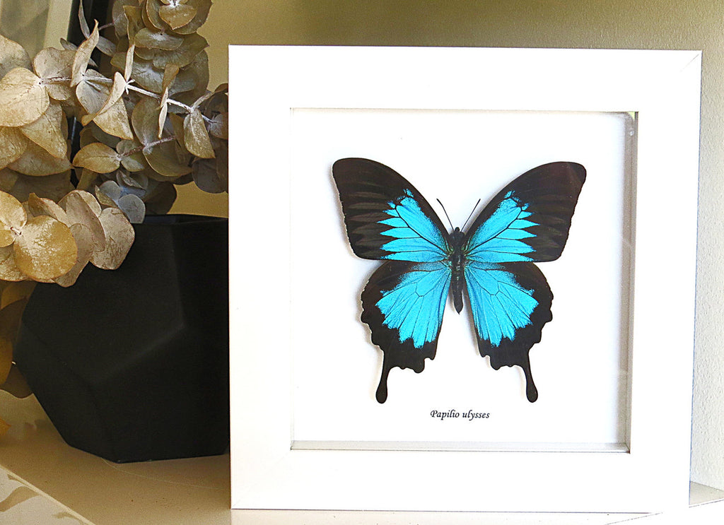 Australian butterfly framed Papilio ulysses  Bits&Bugs