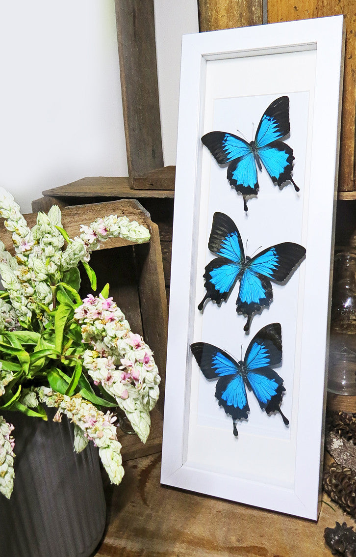Papilio ulysses Bits & Bugs 