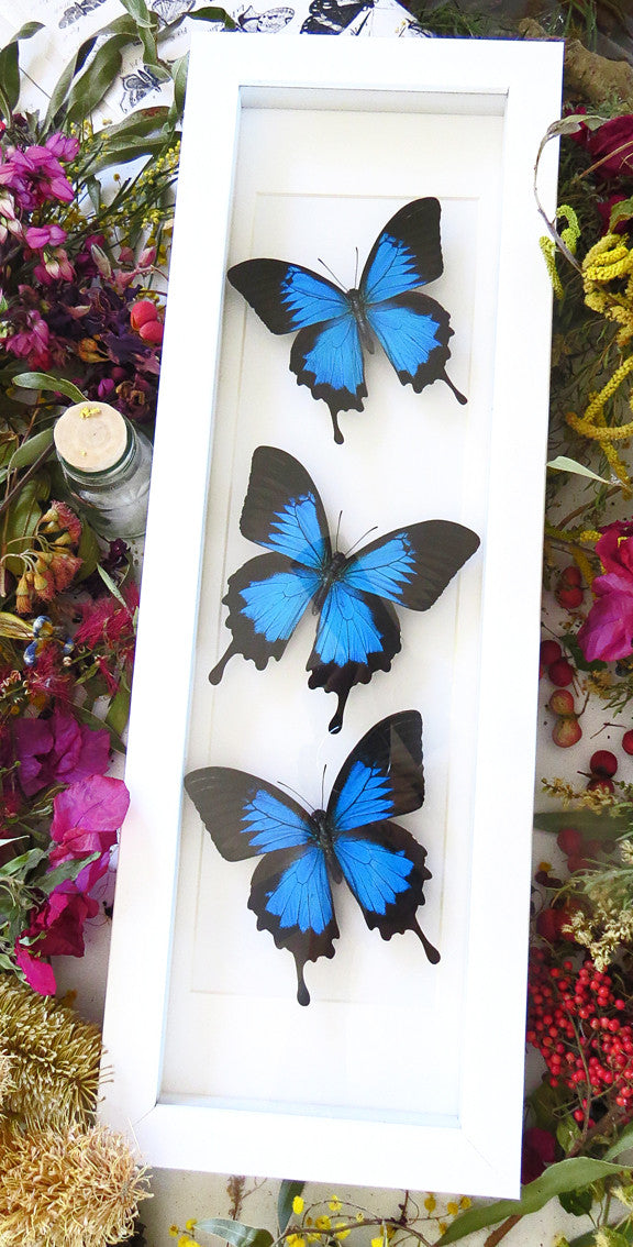 Papilio ulysses Bits & Bugs 