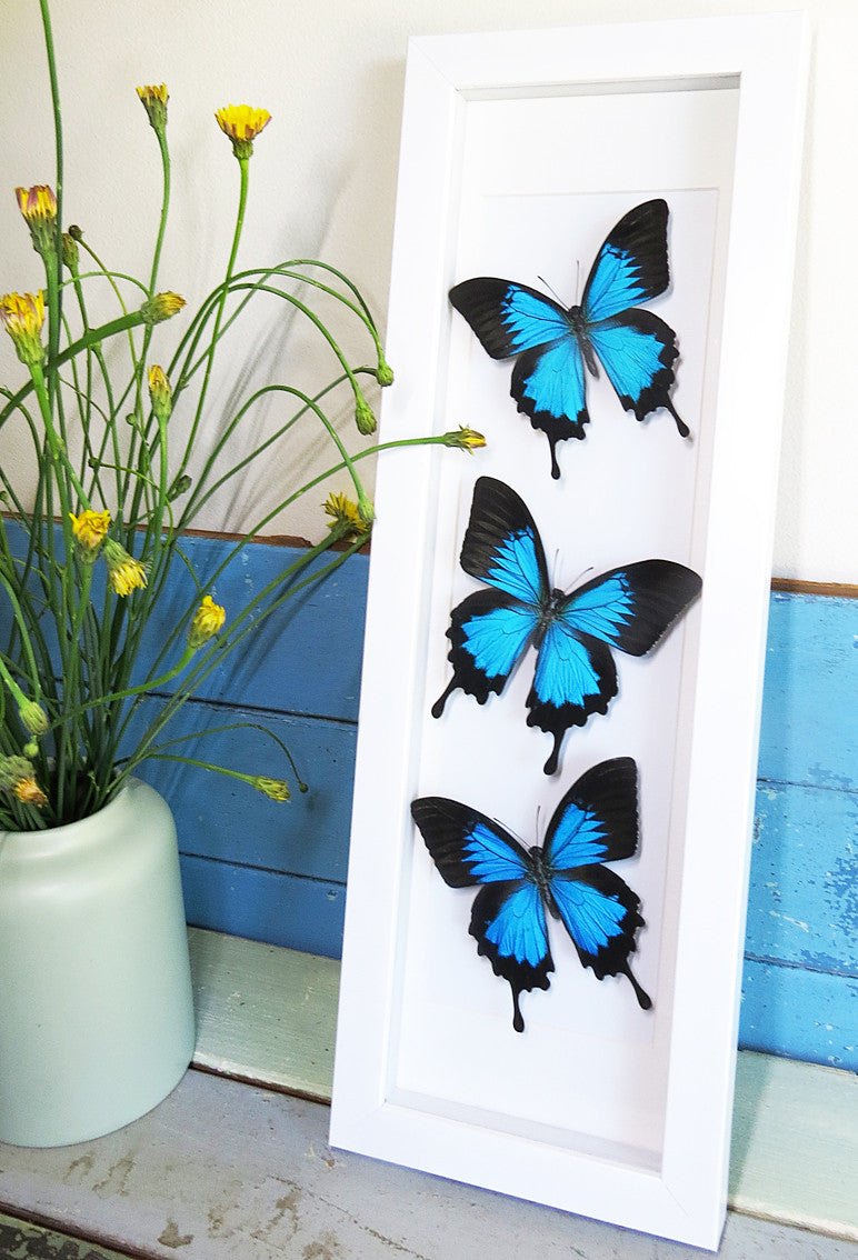 Papilio ulysses Bits & Bugs 