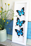 Papilio ulysses Bits & Bugs 