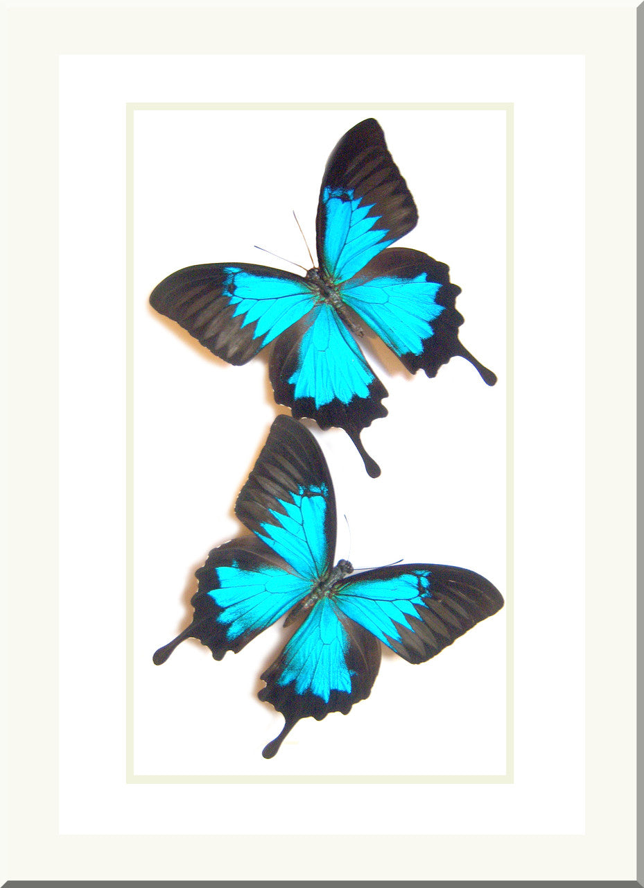 Australian butterfly Bits & Bugs Papilio ulysses
