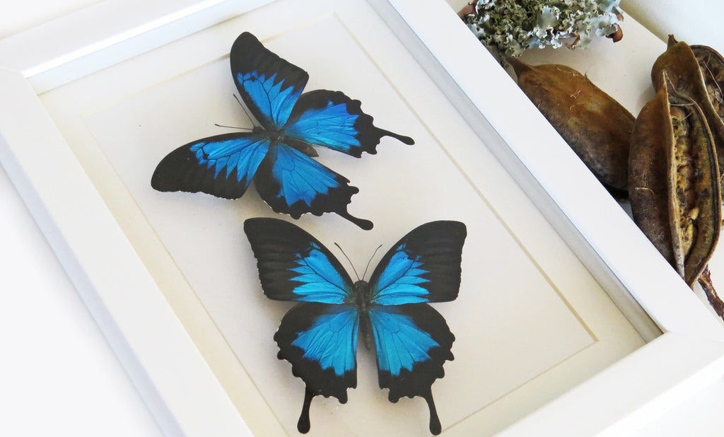 Australian butterfly framed Papilio ulysses  Bits&Bugs