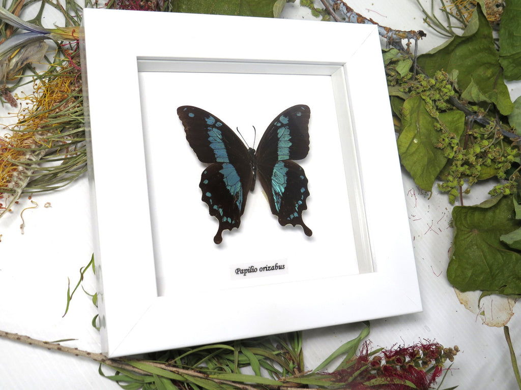 Papilio oribazus in WHITE frame( special )