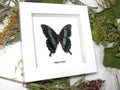 Papilio oribazus in WHITE frame( special )