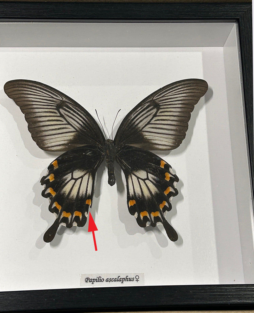 Papilio ascalaphus ventral Female