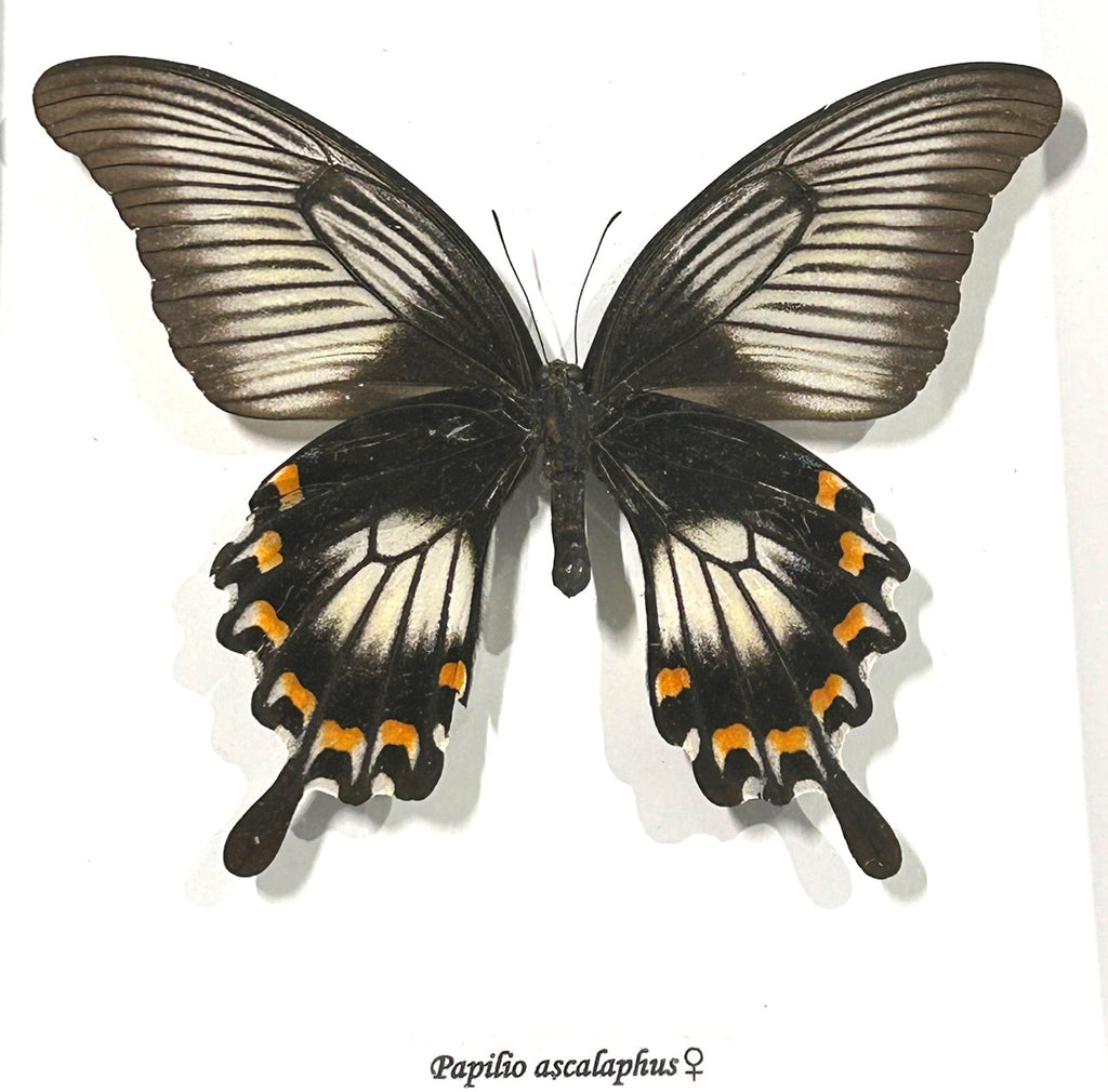 Papilio ascalaphus ventral Female