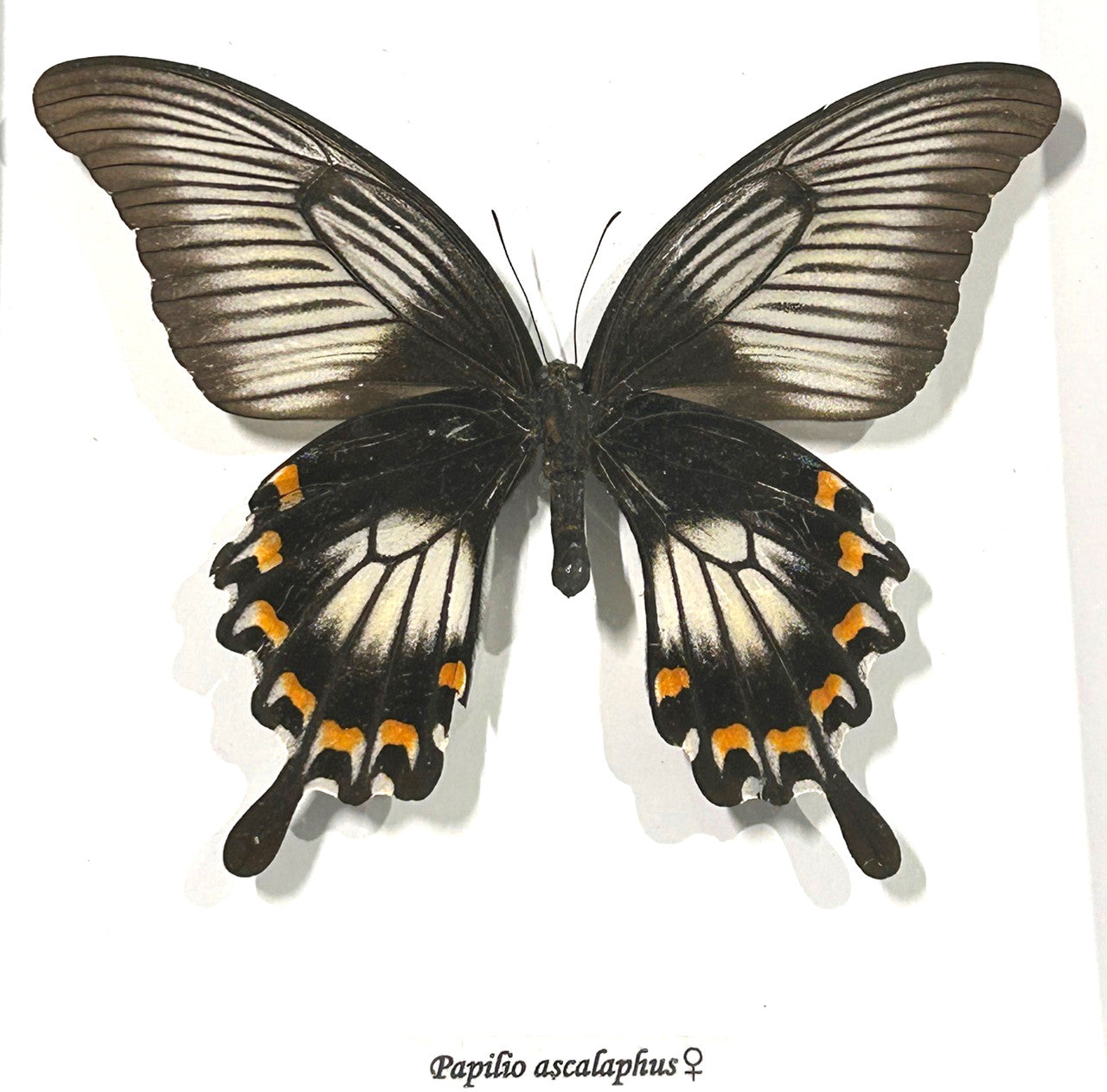 Papilio ascalaphus ventral Female
