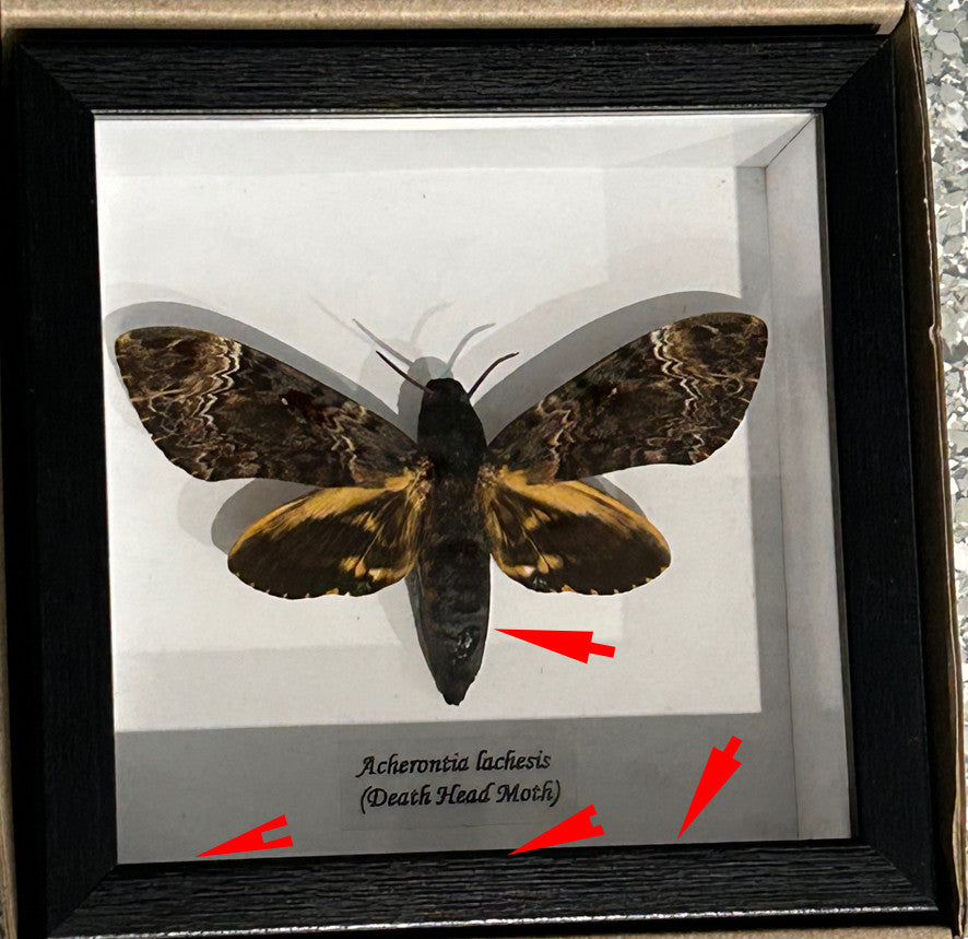 Acherontia lachesis aka Death's-head moth   ( special )