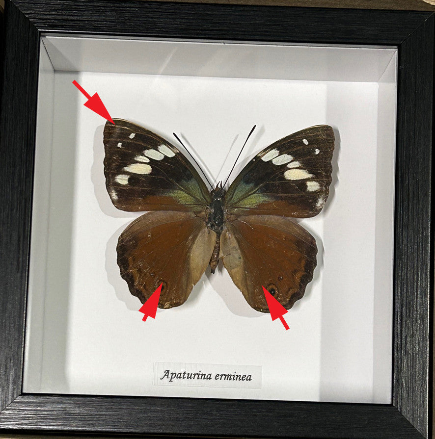 Apaturina erminea ( special )