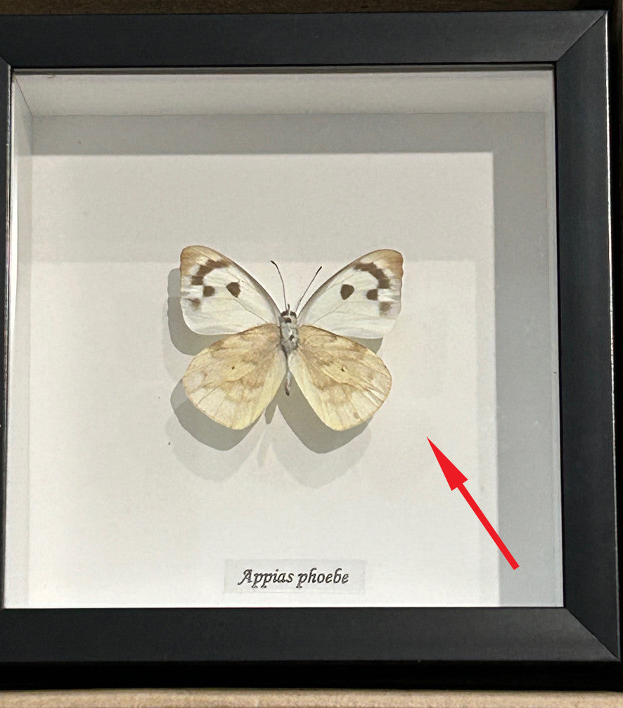 Appias phoebe ( special )