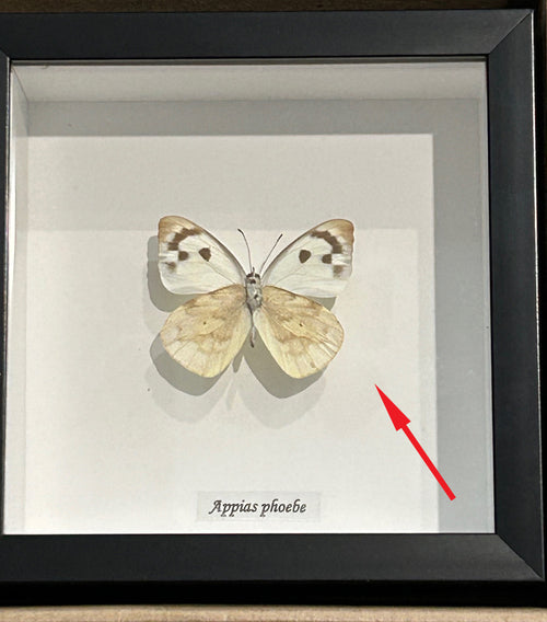 Appias phoebe ( special )