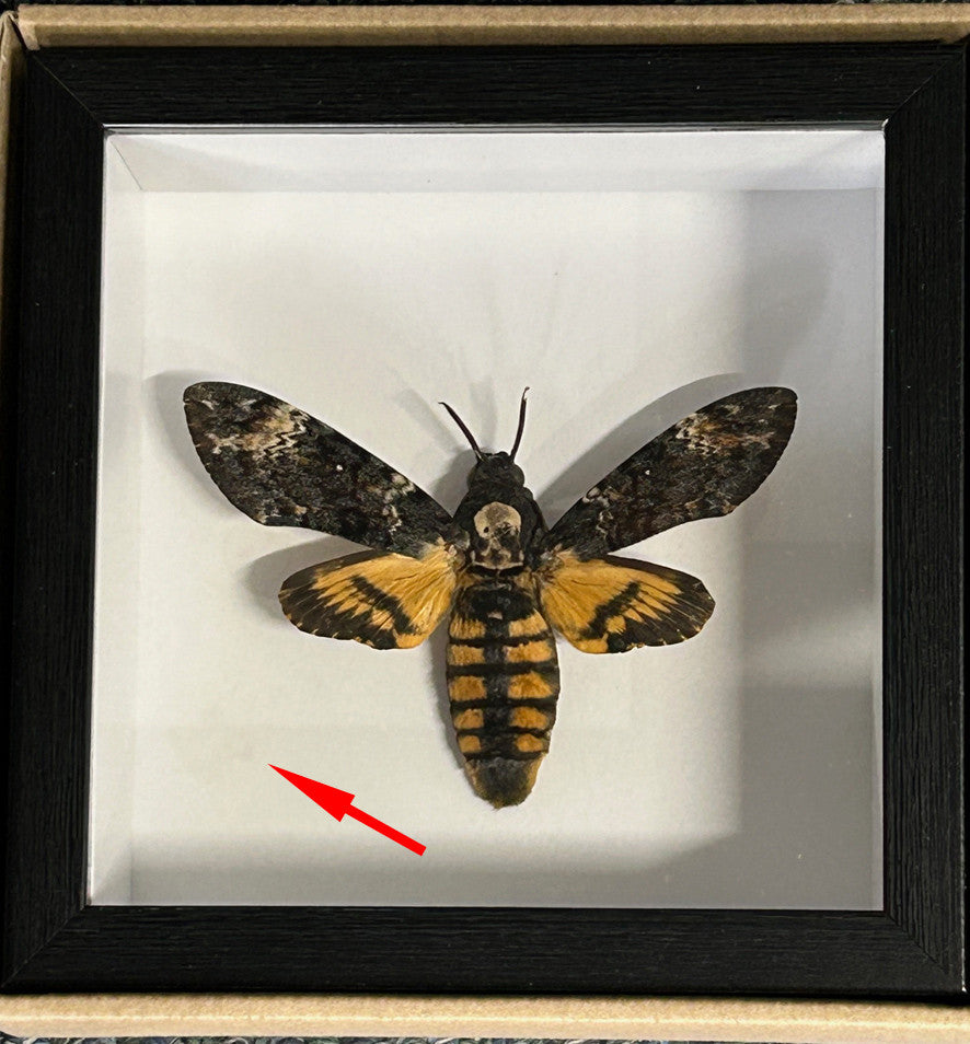 Acherontia atropos label back # YY ( special )
