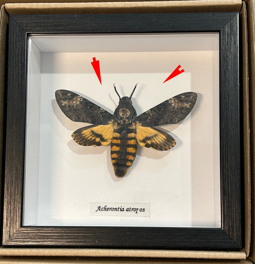 Acherontia atropos aka Death's-head moth  # 9  ( special )