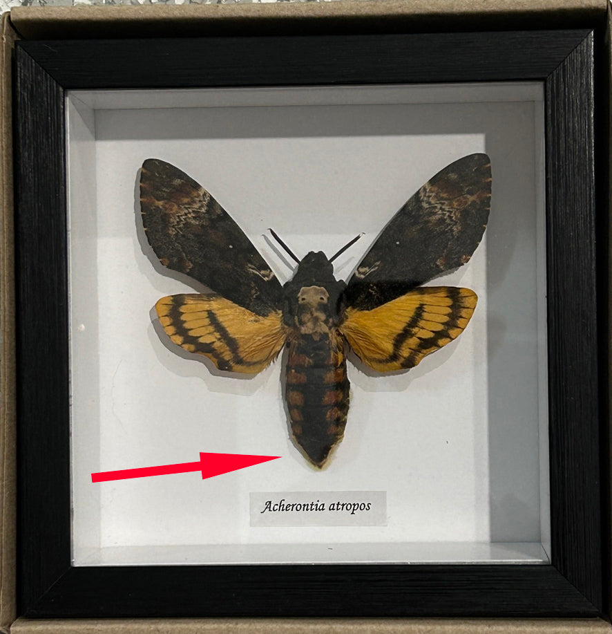 Acherontia atropos aka Death's-head moth  # 9  ( special )