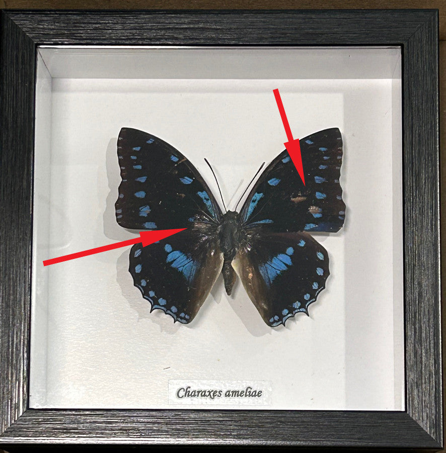 Charaxes ameliae # 7  ( special )