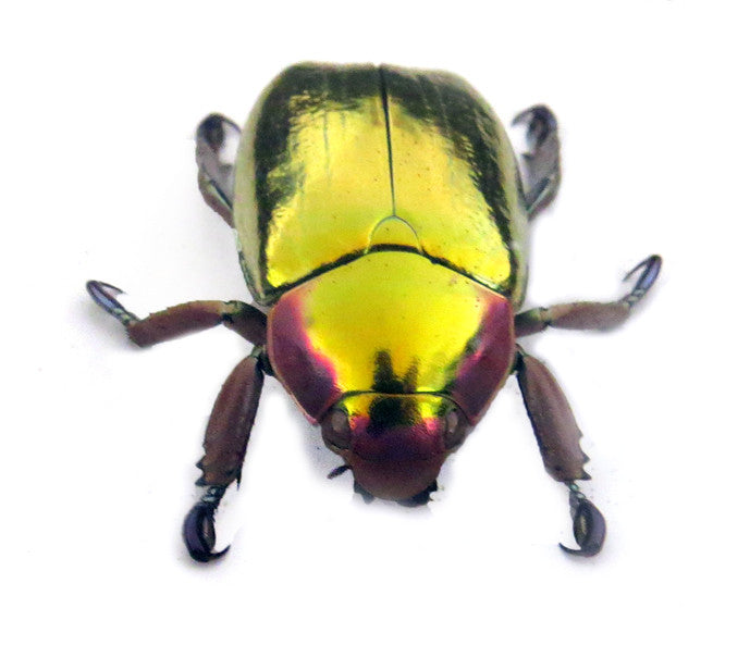 Chrysina aurigans