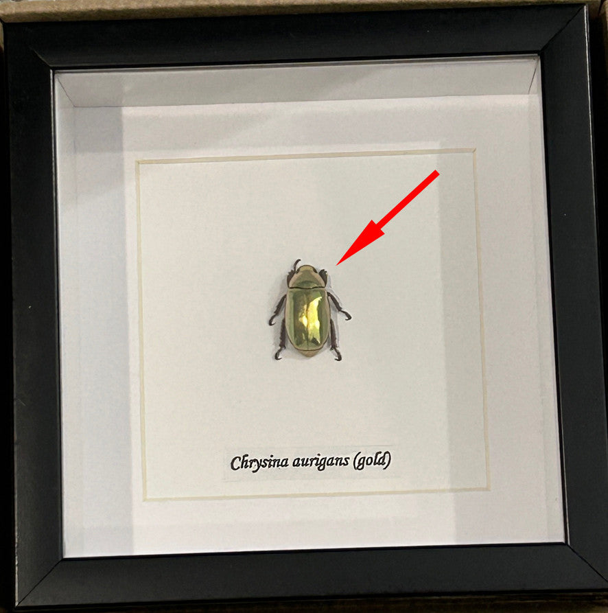 Chrysina aurigans gold label ( special )
