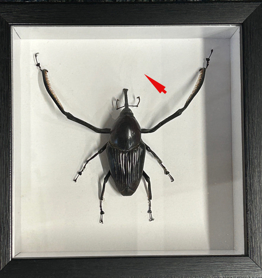 Cyrtotrachelus buqueti ( special )