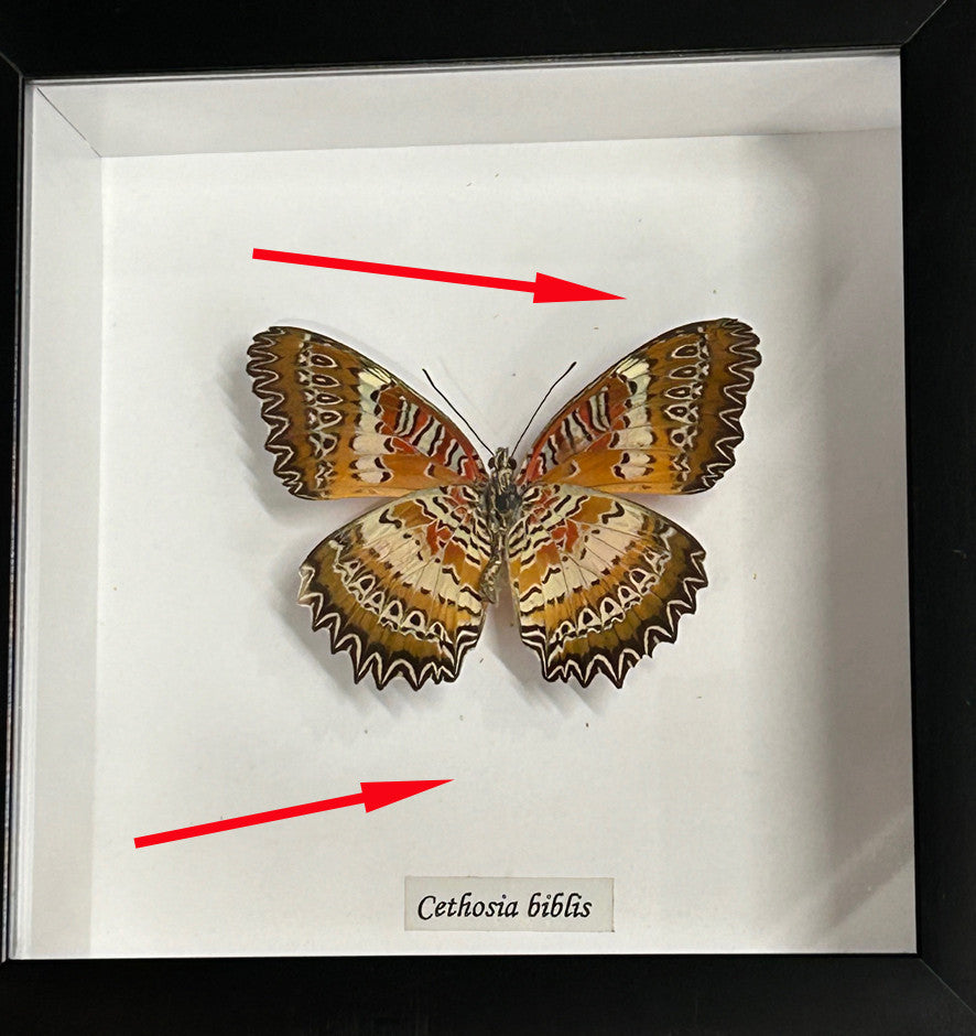Cethosia biblis verso ( special )