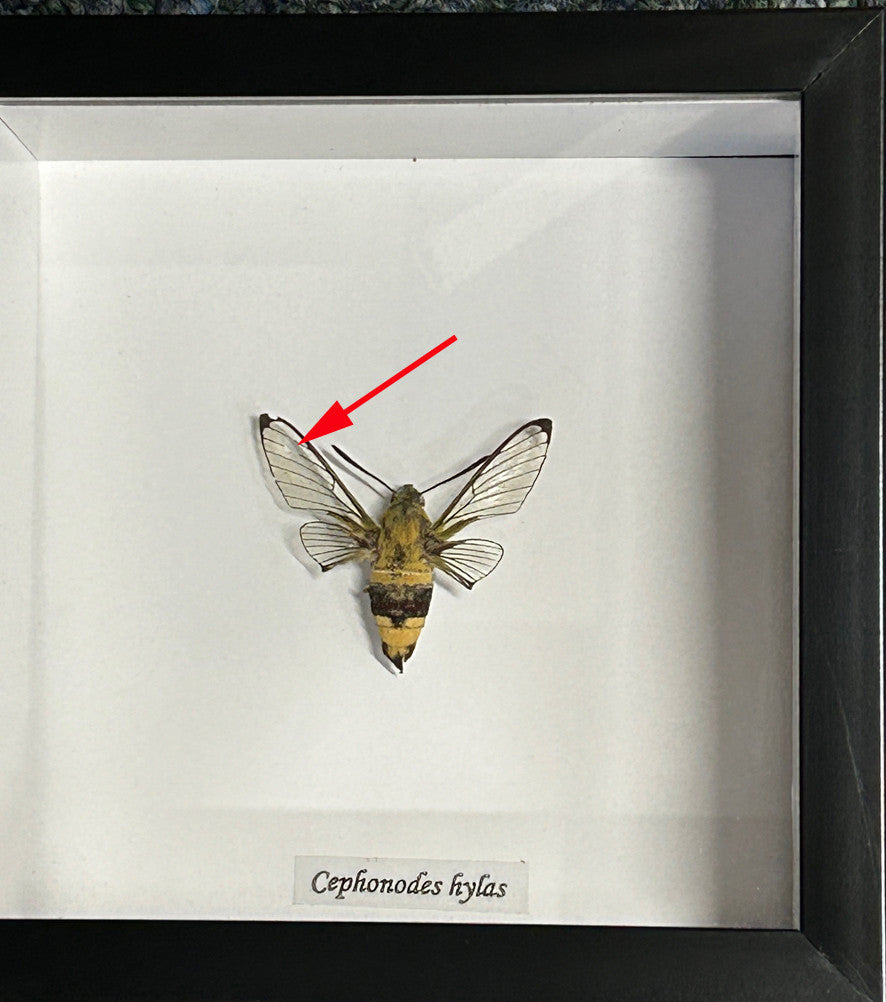 Cephonodes hylas  ( special )