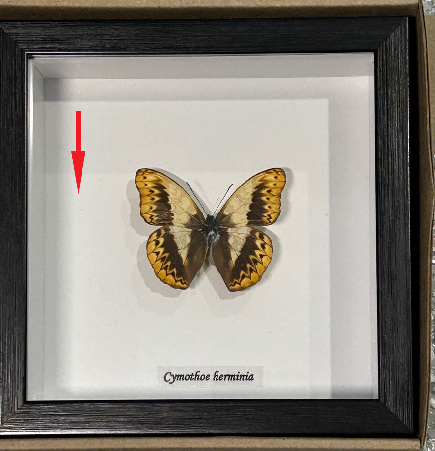 Cymothoe herminia ( special )