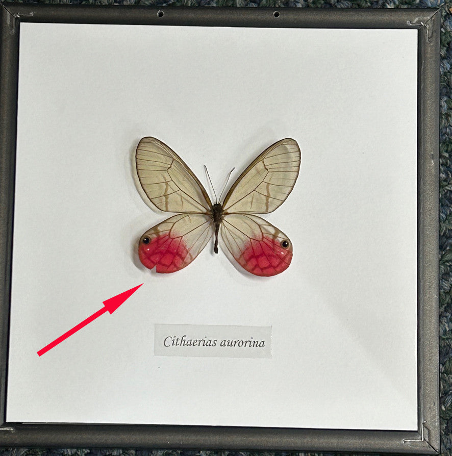Cithaerias aurorina # 76  ( special )