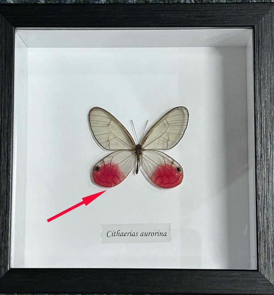 Cithaerias aurorina ( special )