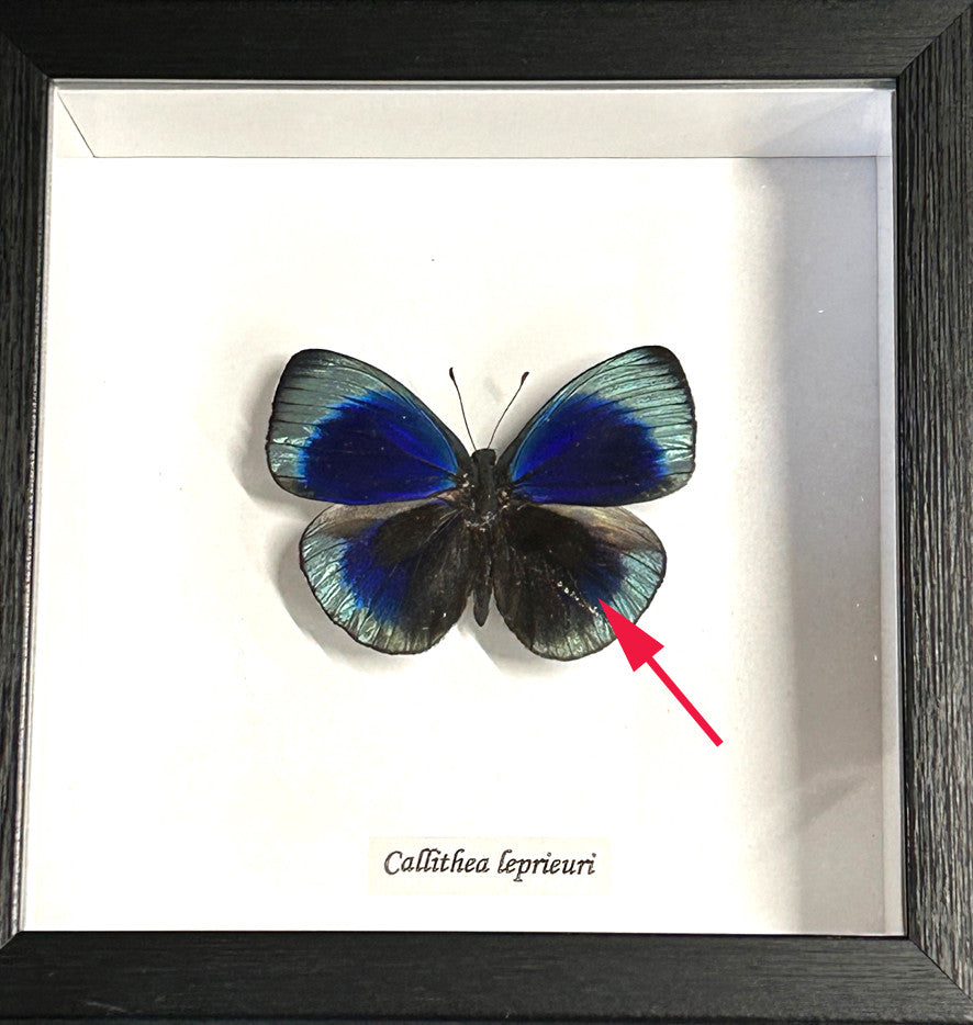 Callithea leprieuri # WQ ( special )