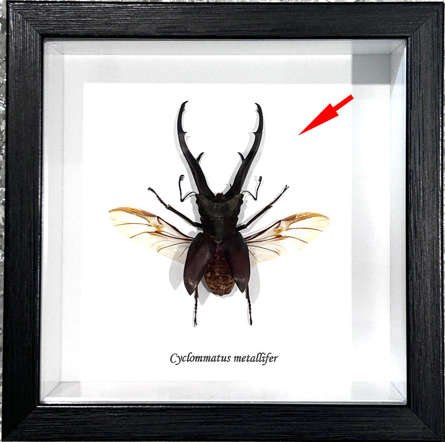 Cyclommatus metallifer open ( special )