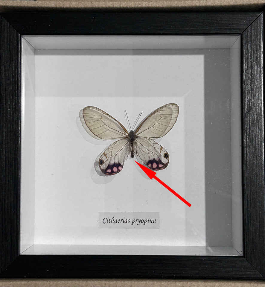 Cithaerias pryopina ( special )