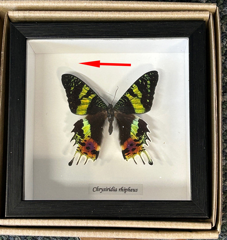 Chrysiridia riphearia ( special )