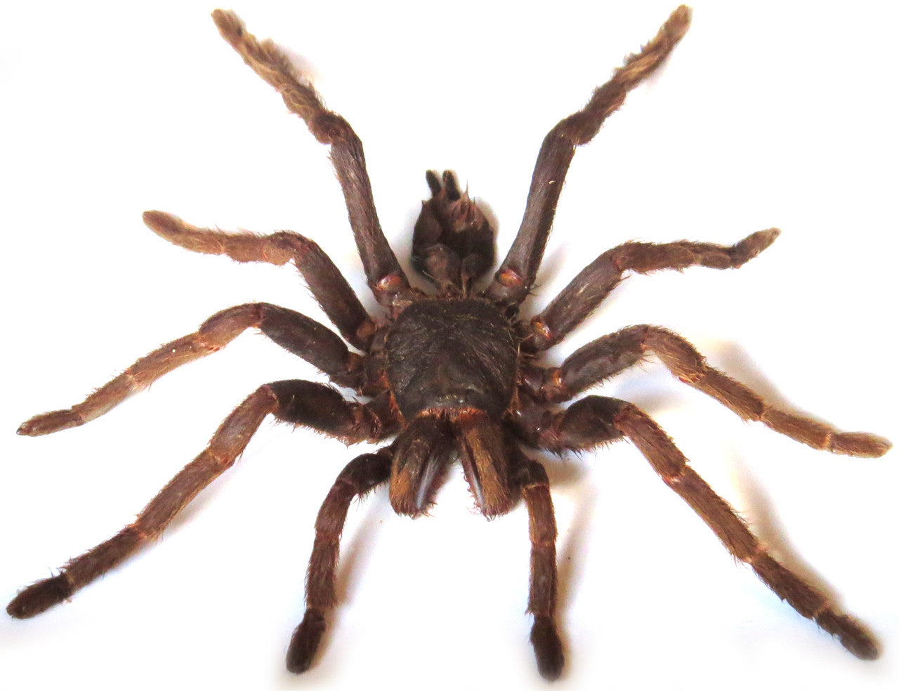 Spider framed Coremiocnemis sp