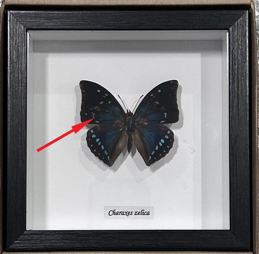 Charaxes zelica # 2 ( special )
