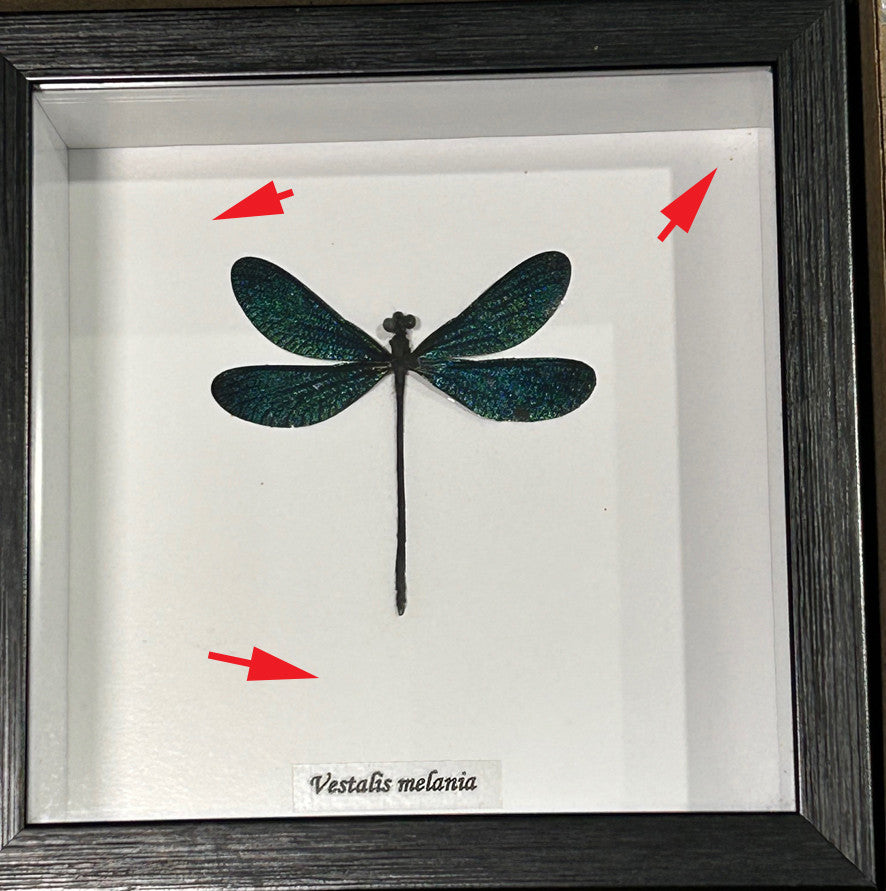 Dragonfly blue  ( special )