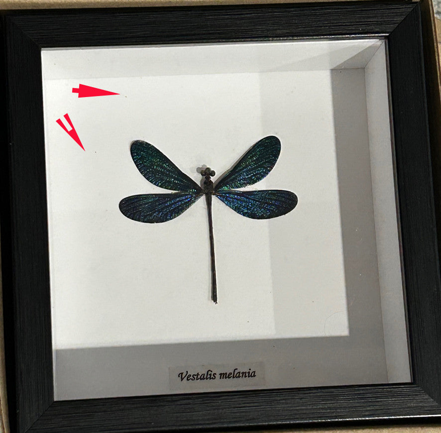 Dragonfly blue # 77 ( special )