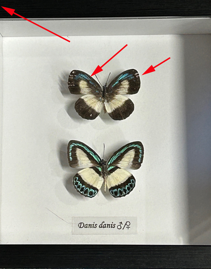Danis danis double Male/Female ( special )