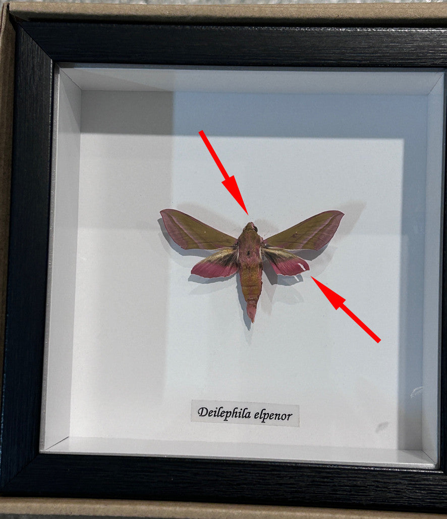Deilephila elpenor moth # 7 ( special )