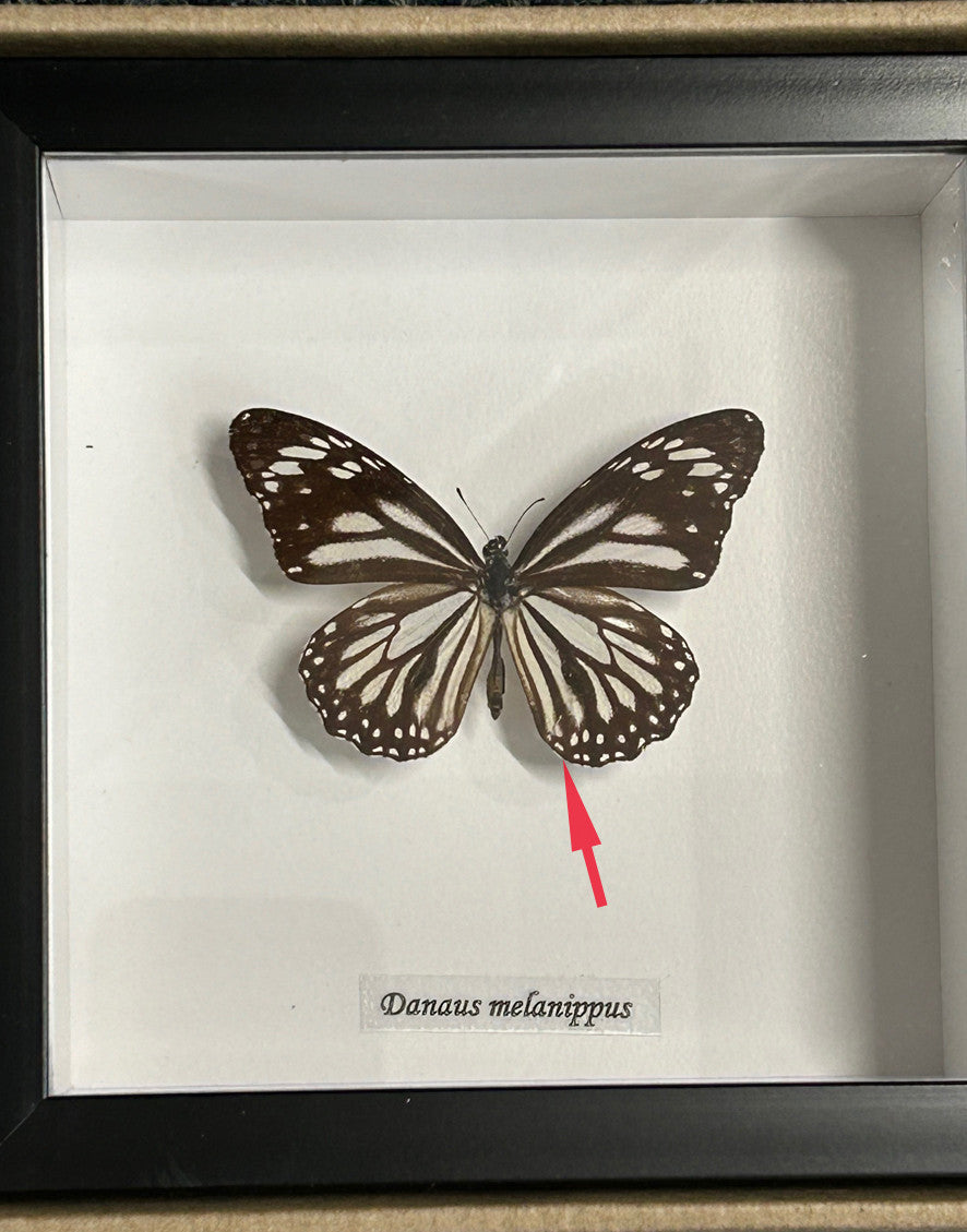 Danaus melanippus ( special )