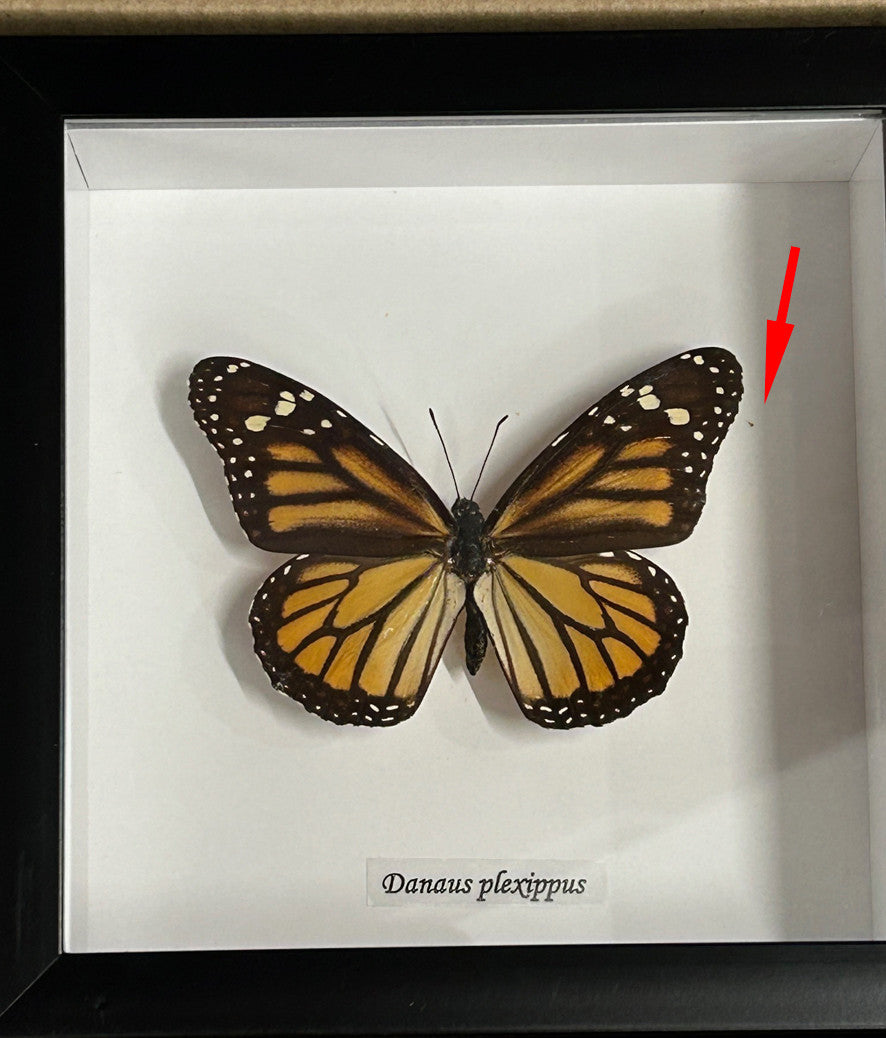 Danaus plexippus Monarch butterfly  # KK ( special )