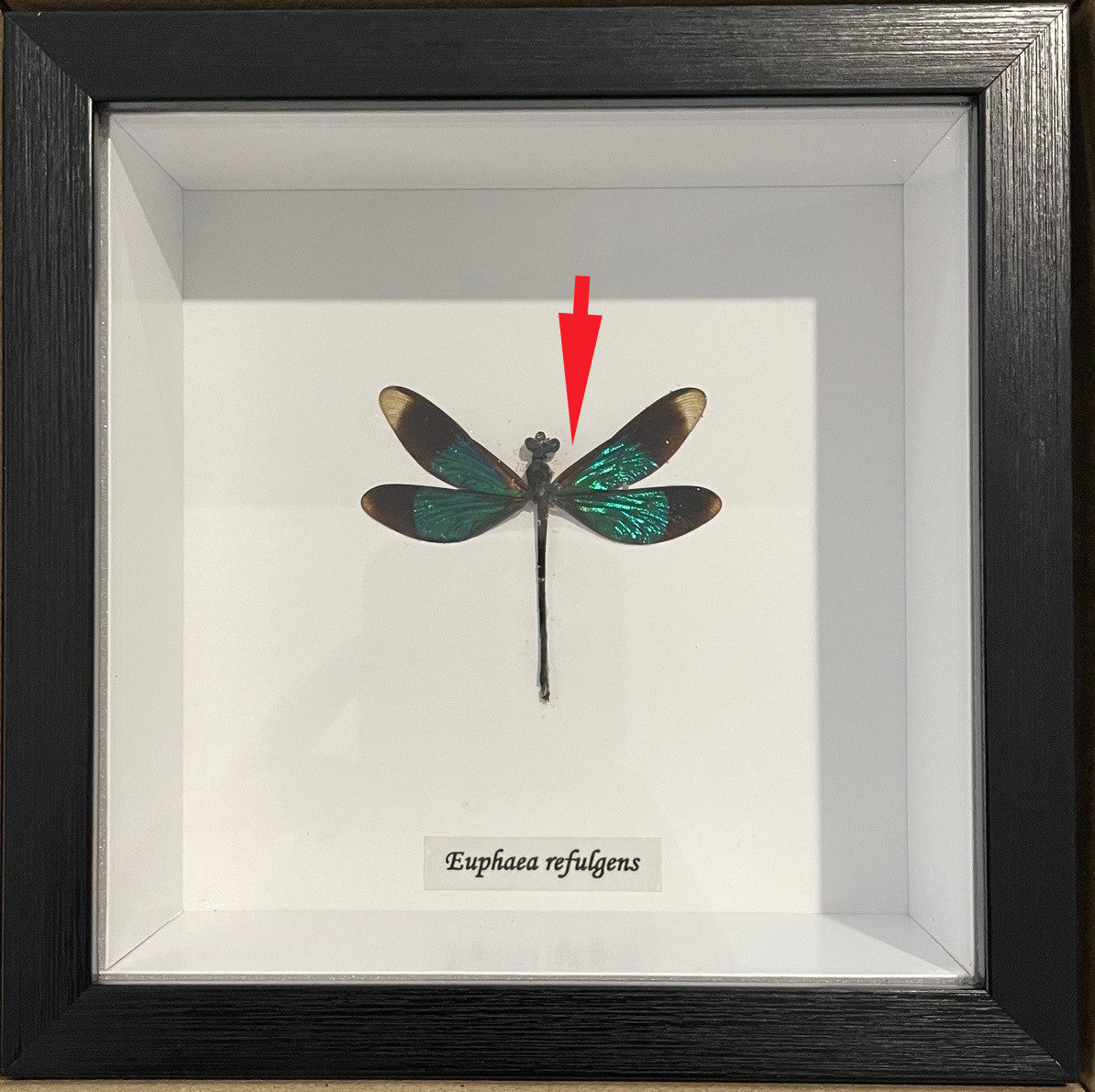 Euphaea refulgens # A1 ( special )