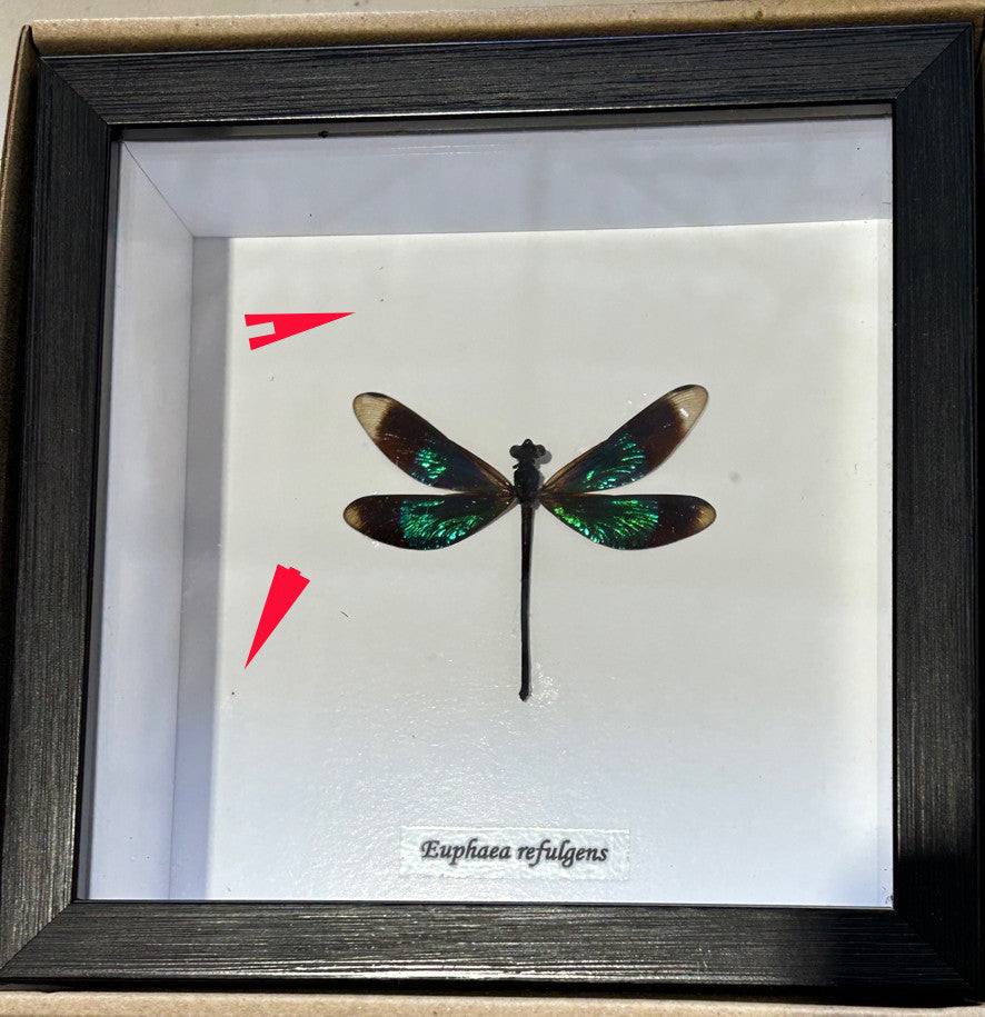 Euphaea refulgens # P2 ( special )